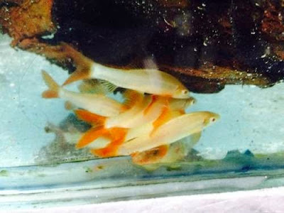 TIBURÓN ALBINO TIBURÓN ALBINO