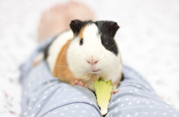 fotografia-cobaya-kevin