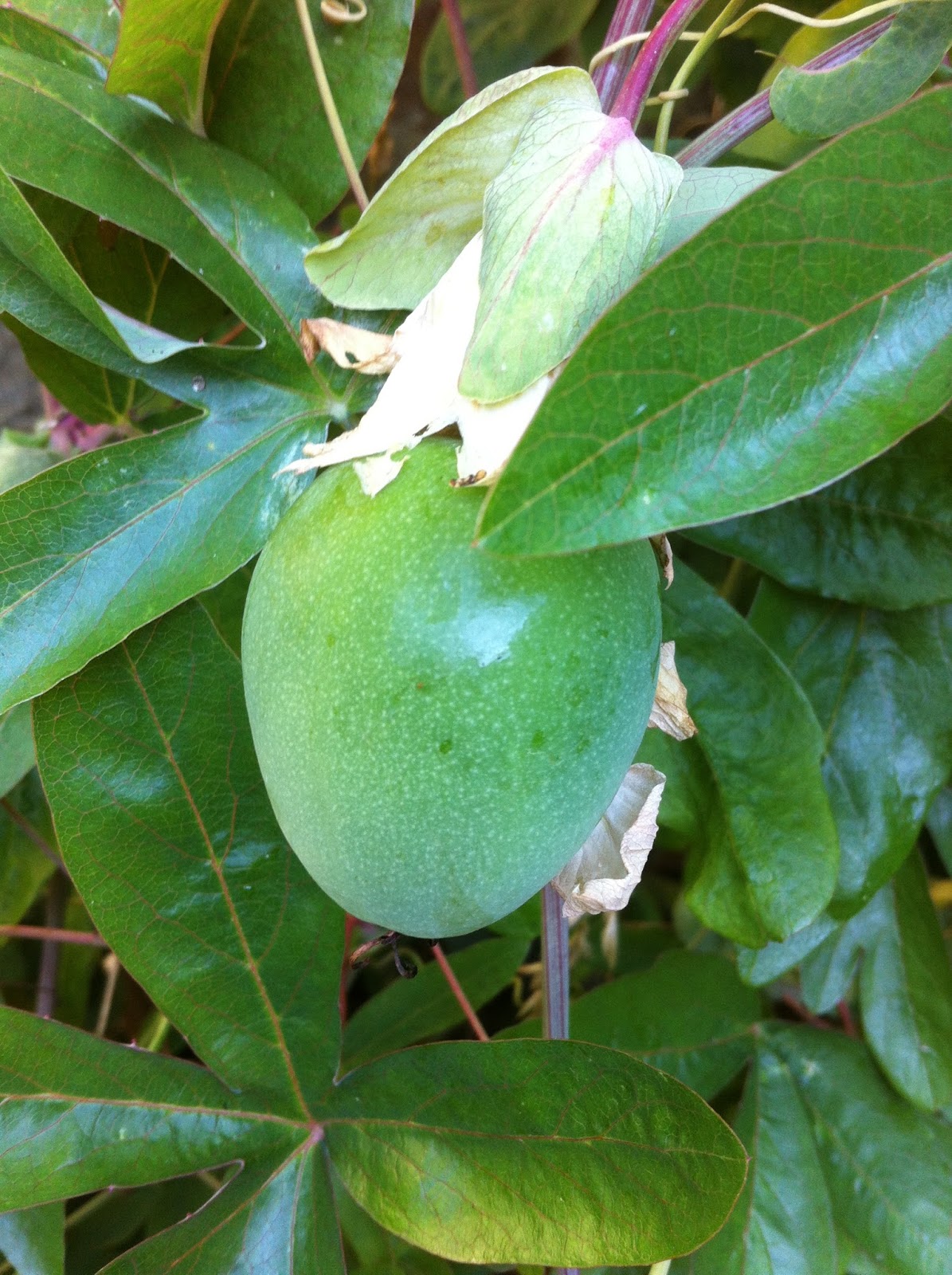 Fleuriste Isabelle Feuvrier Le fruit de mon passiflore