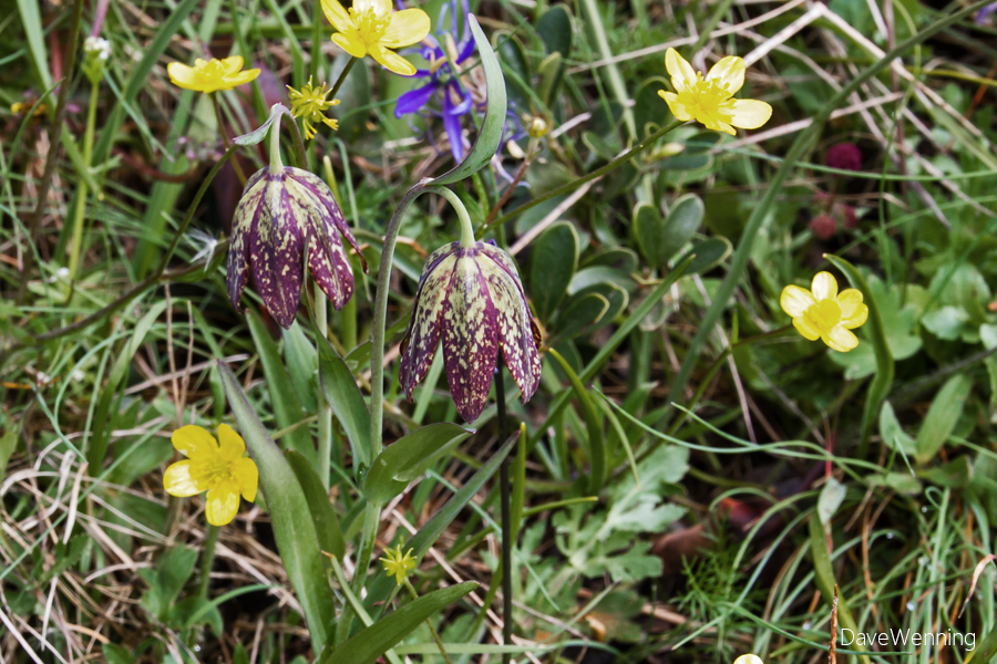 Chocolate Lily (Fritillaria affinis)