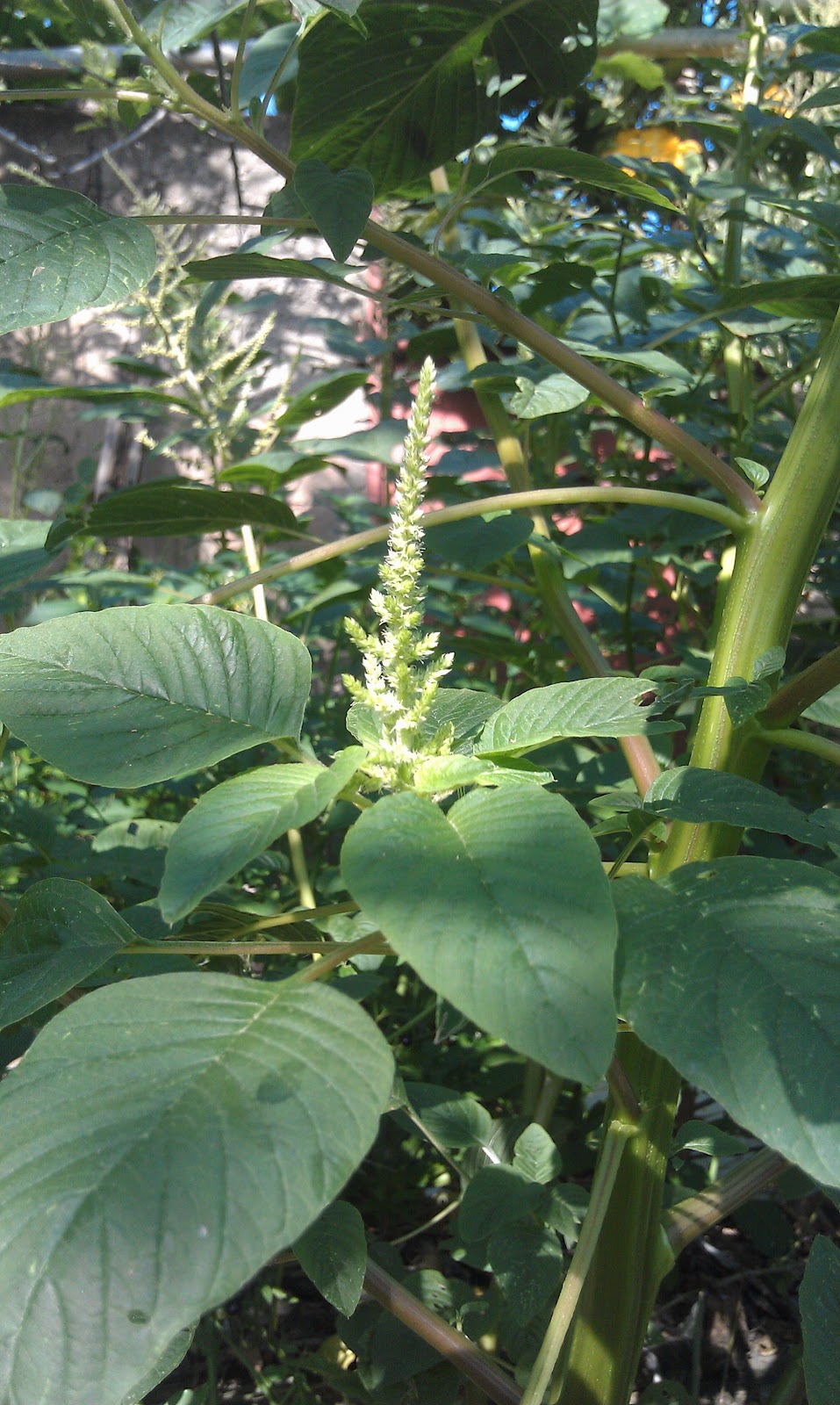 La pira, Amaranthus dubius