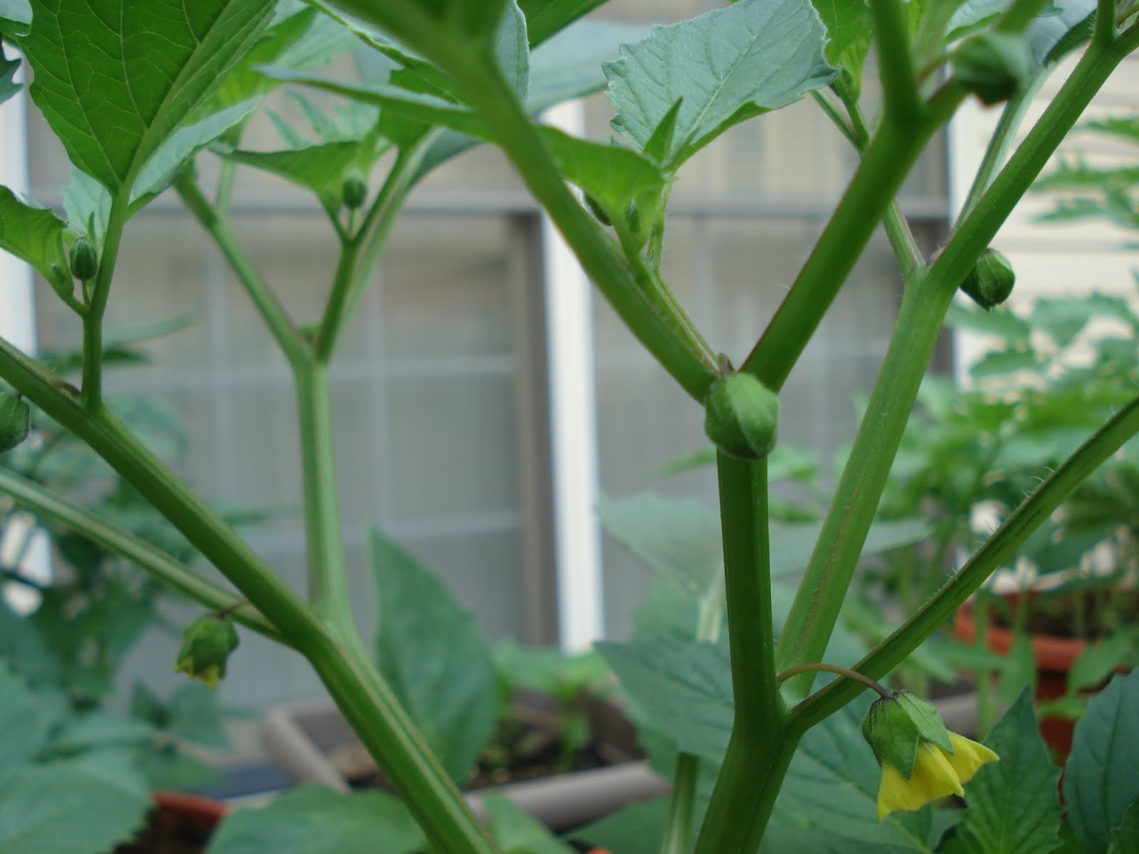 Bumble Lush Garden Tomatillo Time Lapse