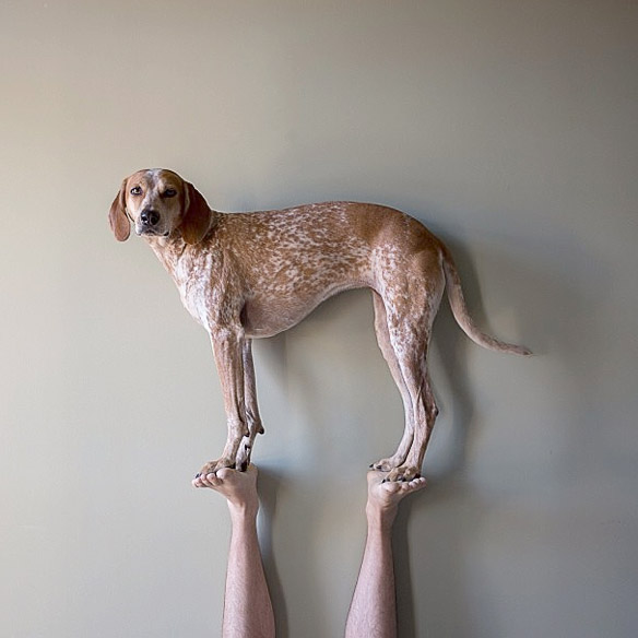 See the Statuesque DOG that Defies the Law of Gravity! BOLD and