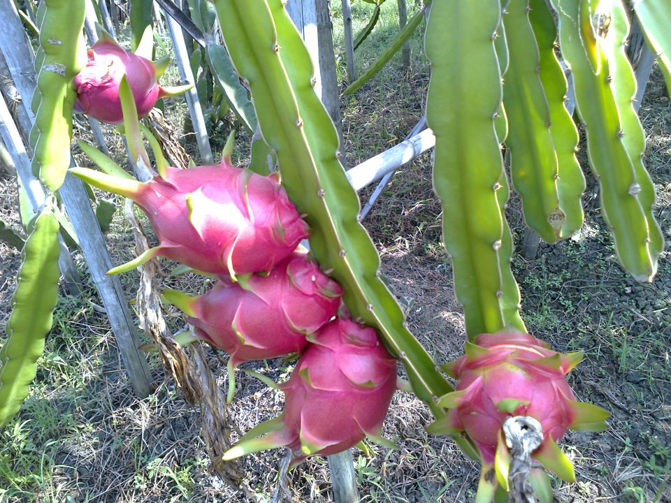 cara membuat bibit buah naga dengan mudah menggunakan biji cara membuat bibit buah naga dengan mudah menggunakan biji