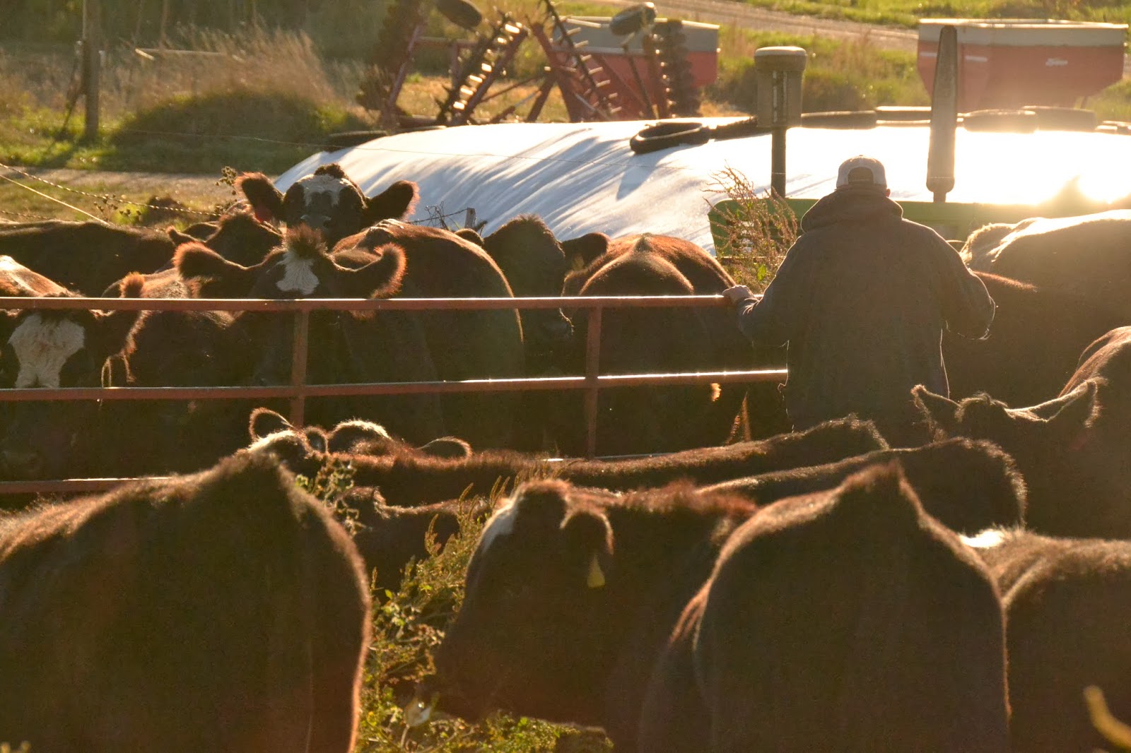 Gardening With Chickens and Other Trials of Farm Life: Weaning the calves