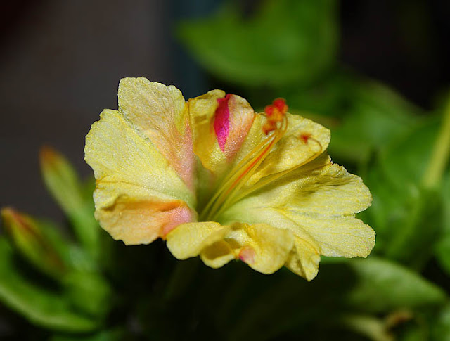 Mirabilis jalapa (The four o'clock flower) pale yellow broken colour flower