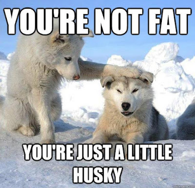 You're Not Fat - #cute #weeklyfluff #delight_pets #dogsofinstagram #funpetloveclub #dogscorner 