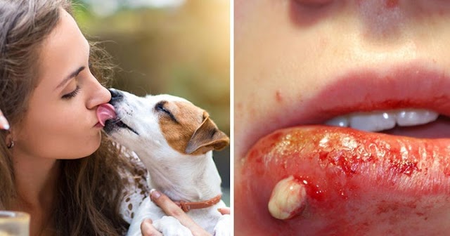 Você gosta de "beijar" cão ou gato? Cuidado...