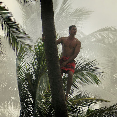 native climbing a balm tree in Hawaii