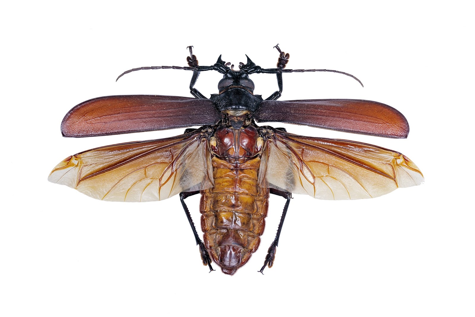 Criaturas Incríveis®: Besouro Titã - Titanus Giganteus