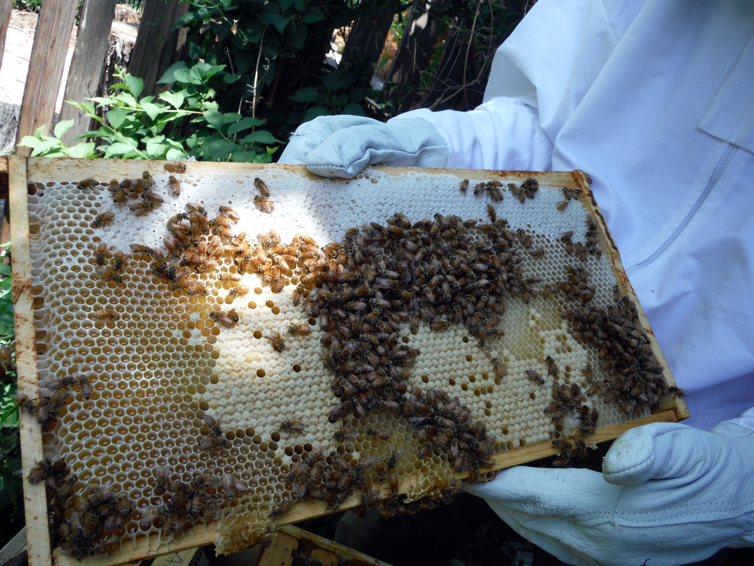 A Need to Create Checking on the Bees and Adding Brood Boxes
