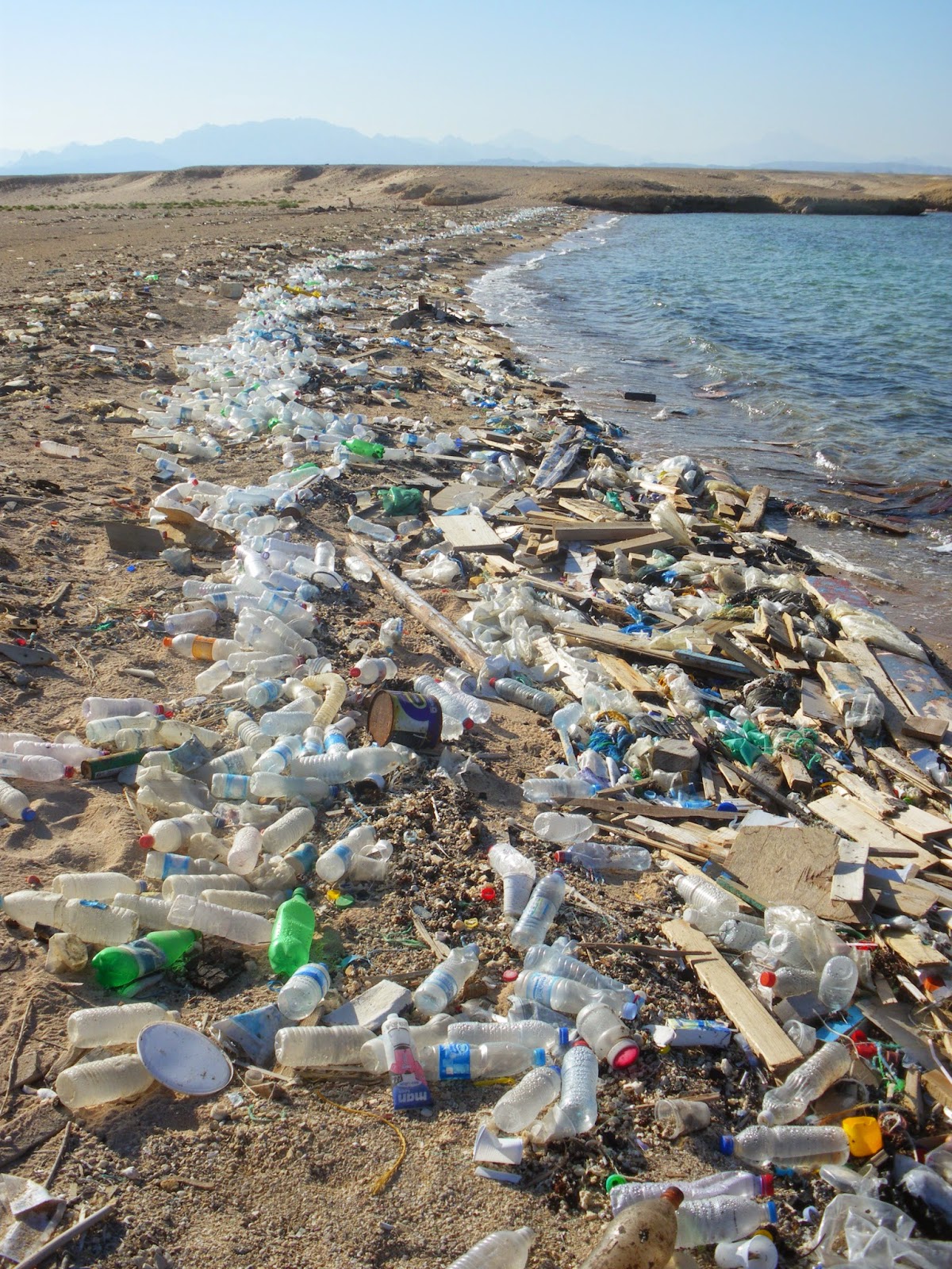 What Can You Find In The Ocean