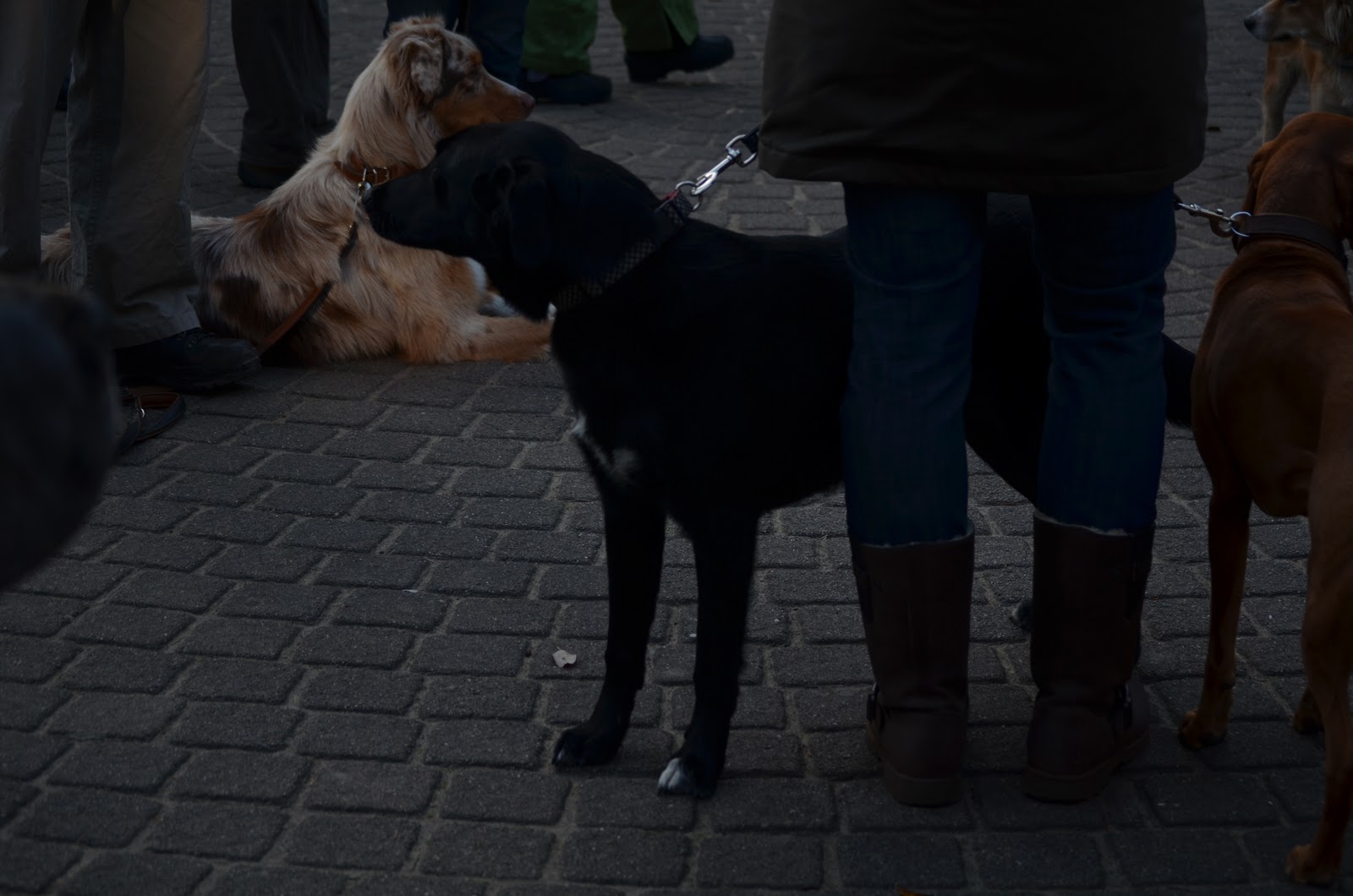 Chip and the City Im Wildpark Schwarze Berge