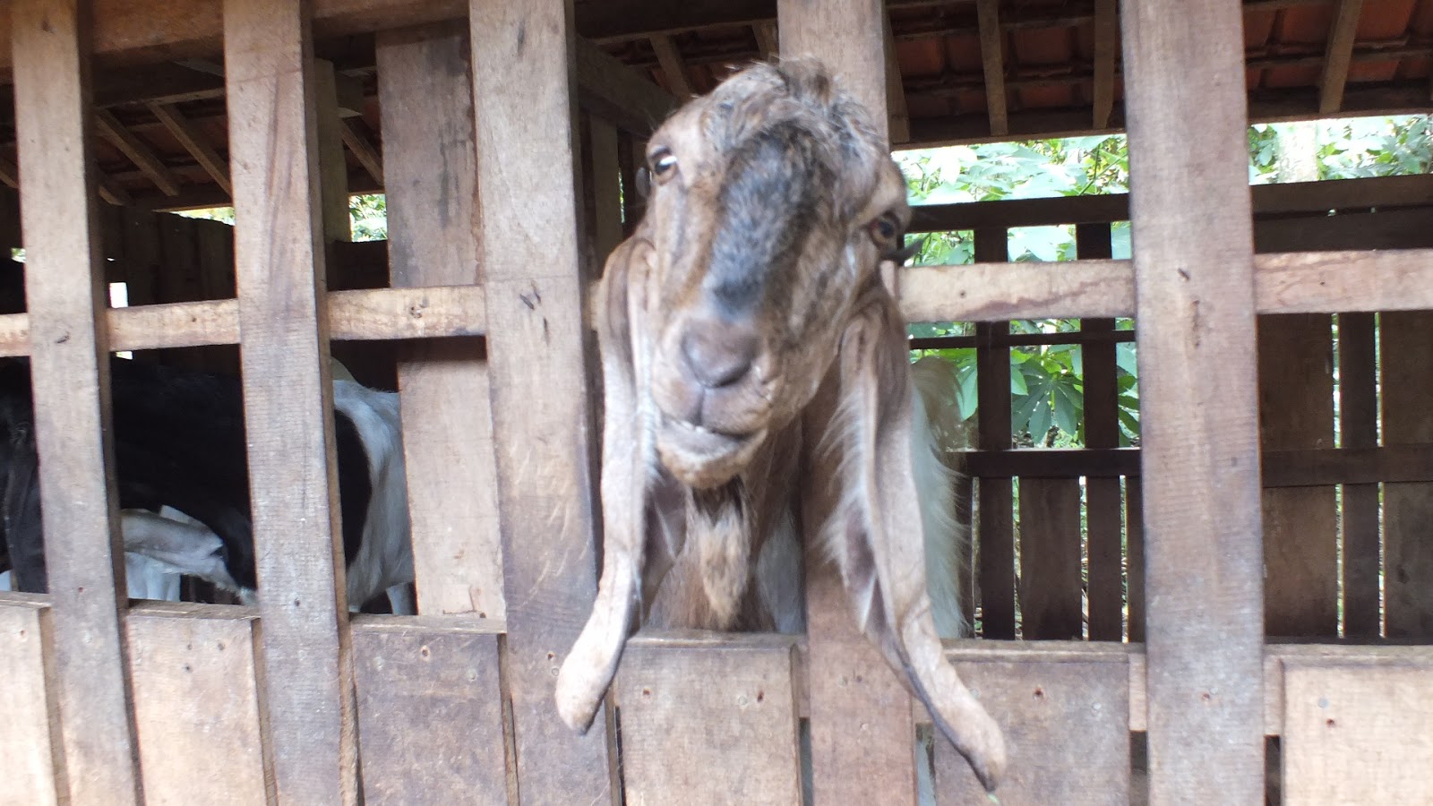 Kambing Etawa Kaligesing: January 2013