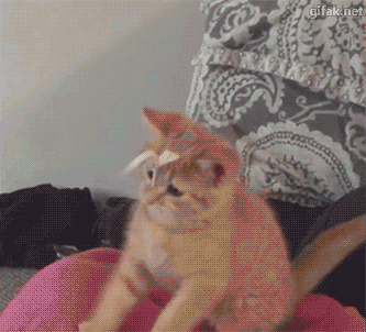 funny-cat-gifs-201-01.gif