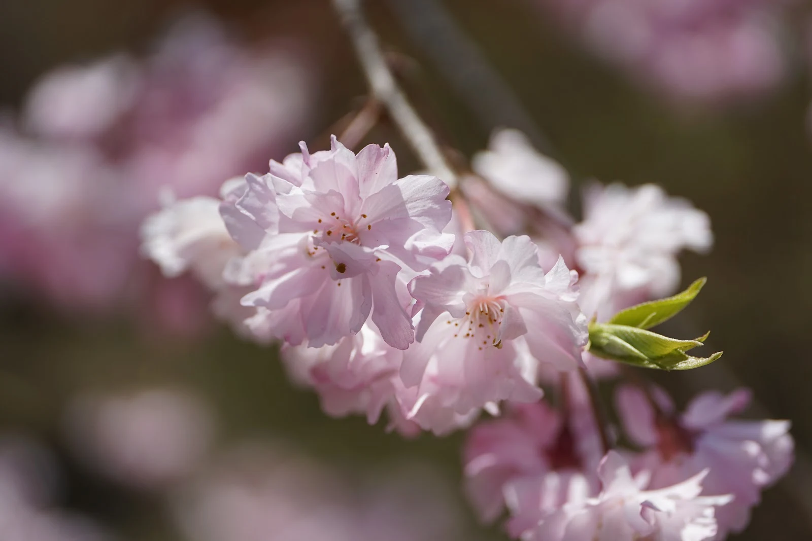 淡いピンクの桜の花