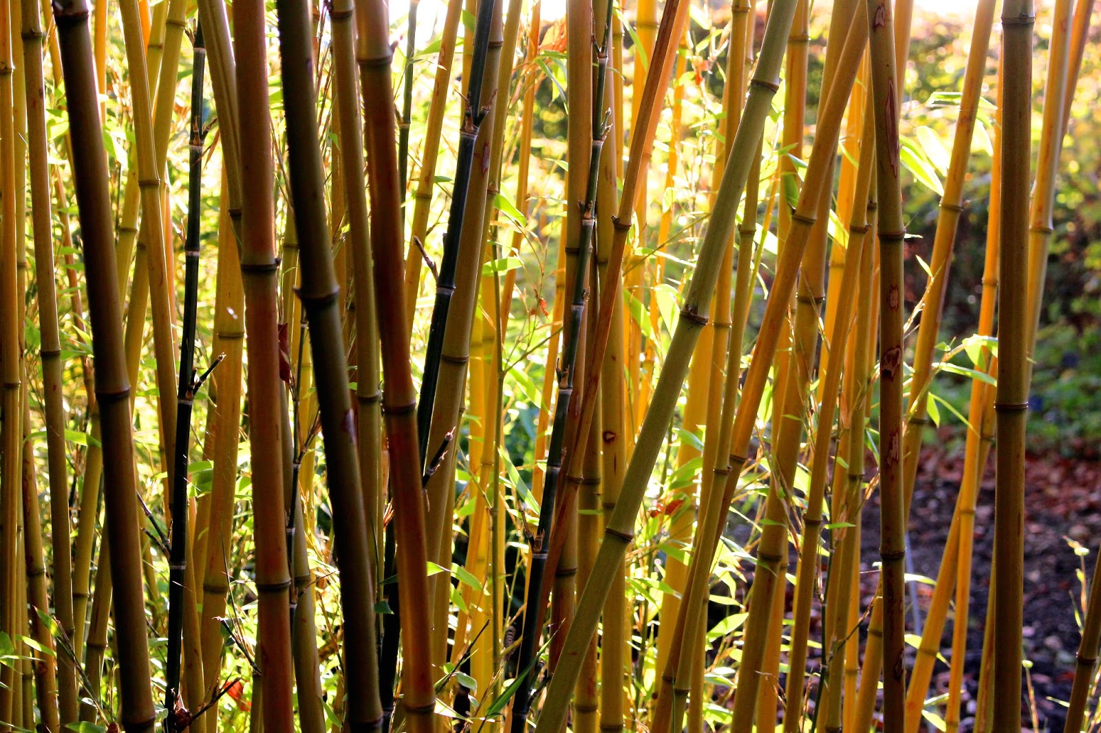 Blog Plant Photography Bamboo Blog Plant Photography Bamboo