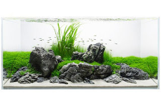 200 Referensi Desain Dan Model Aquascape Berdasarkan Tema https://www.faktapopuler.com/2018/12/200-referensi-desain-dan-model.html