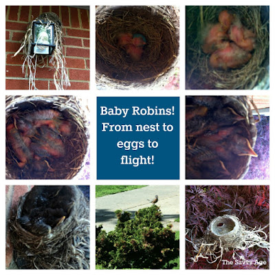 Collage of the birth of baby robins.