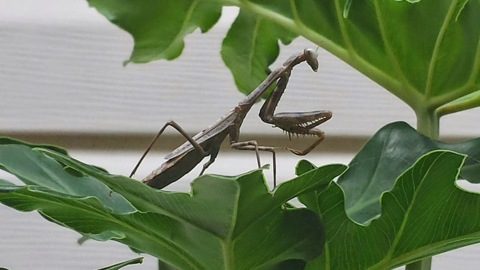 Ask The Plant Chick: Beneficial Bugs and Critters