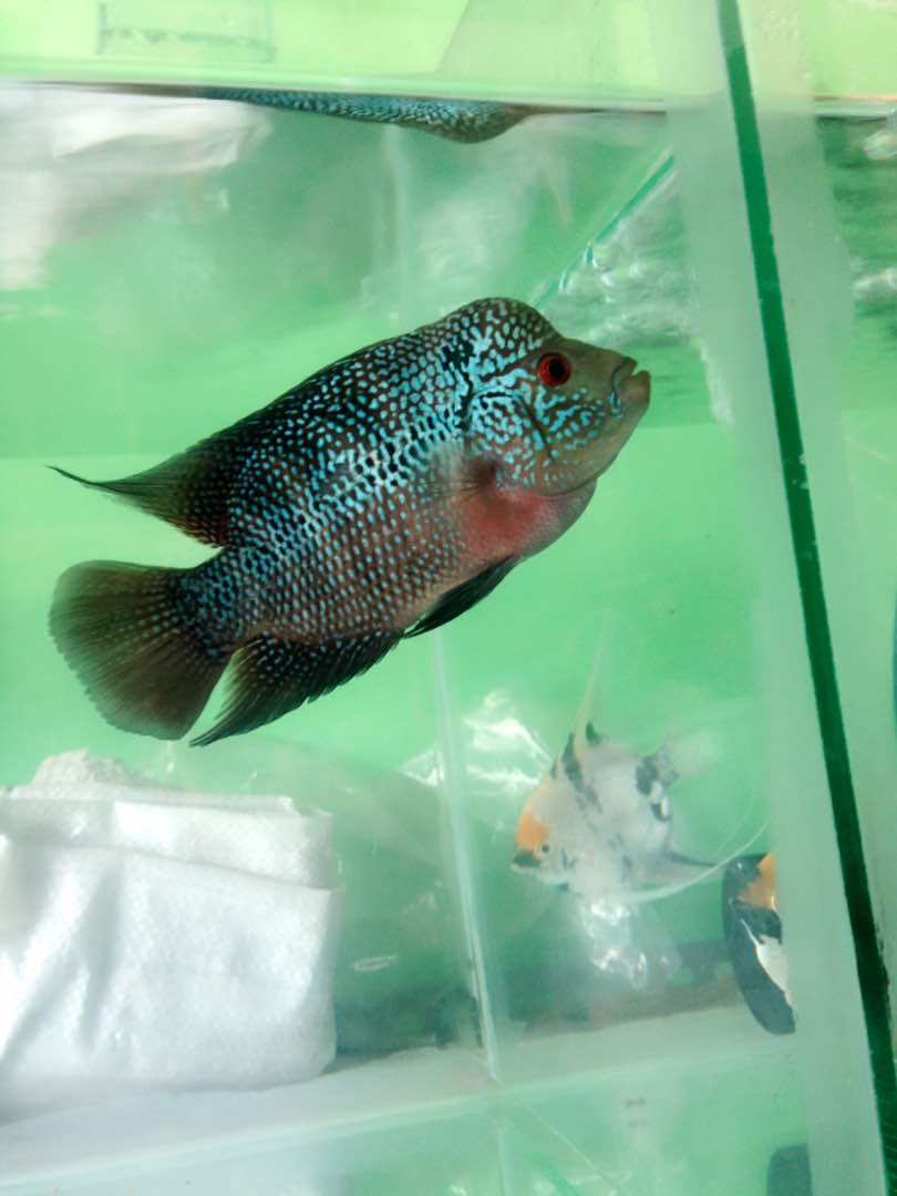 Ikan Louhan Istana Aquarium