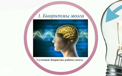 биоритмы мозга