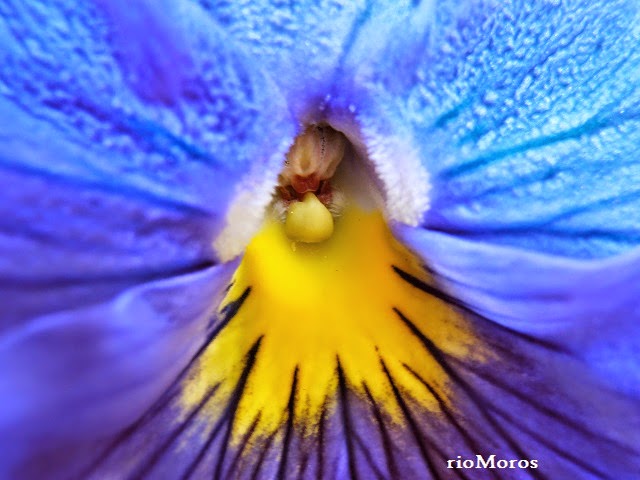 PENSAMIENTOS: Viola tricolor