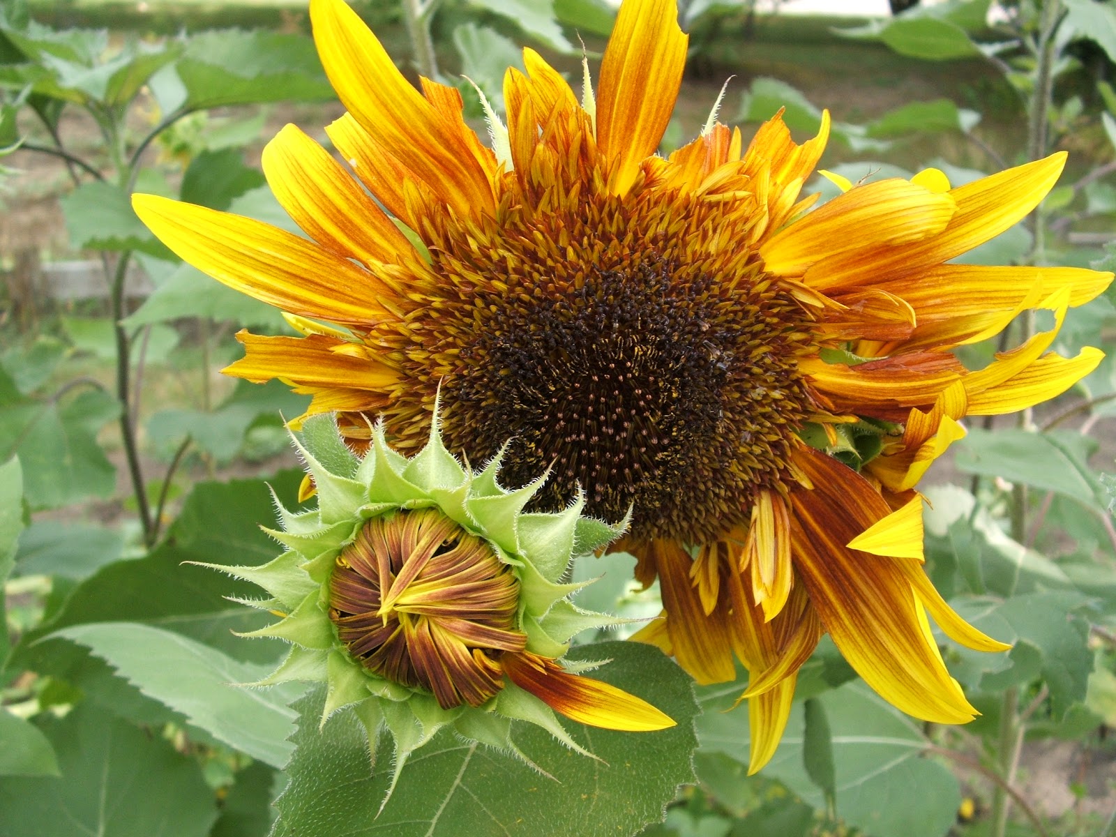 God's Growing Garden "VanGogh" Sunflowers (aka Jolly Joker)