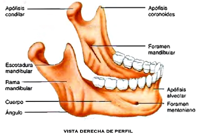 Anatomía cráneo hueso mandíbula hueso vómer Cráneo mandíbula hueso vómer