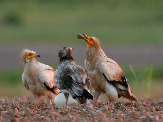 Egyptian Vulture Hieroglyph - Medu Neter Hieroglyphic list : Birds ...