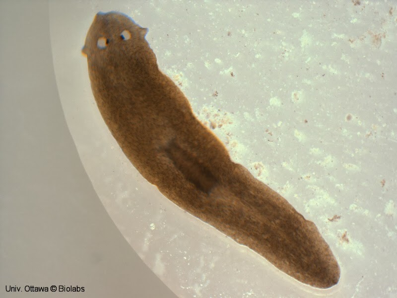 platyhelminthes kelas cestoda)