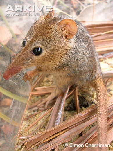Mamíferos y marsupiales mammals of the earth Oposum de la miel
