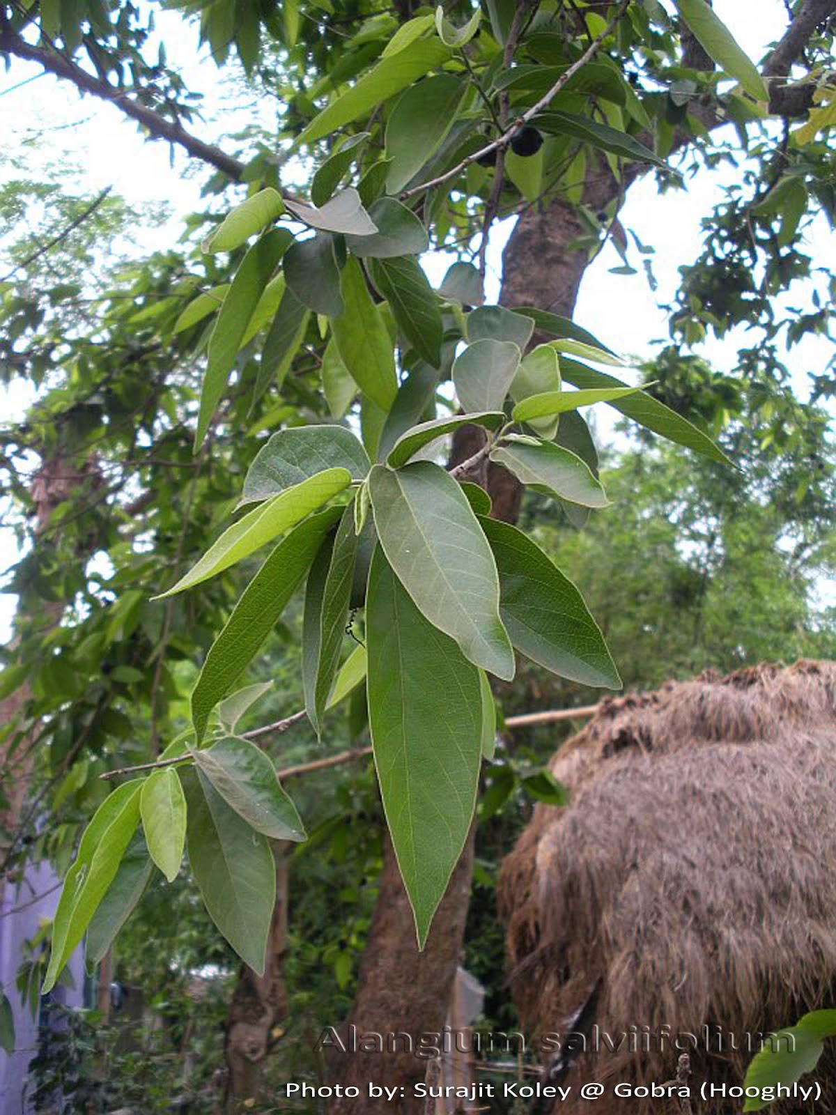 Medicinal Plants Alangium salviifolium Uduga Ankola