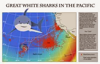 White Shark Cafe White Shark Cafe