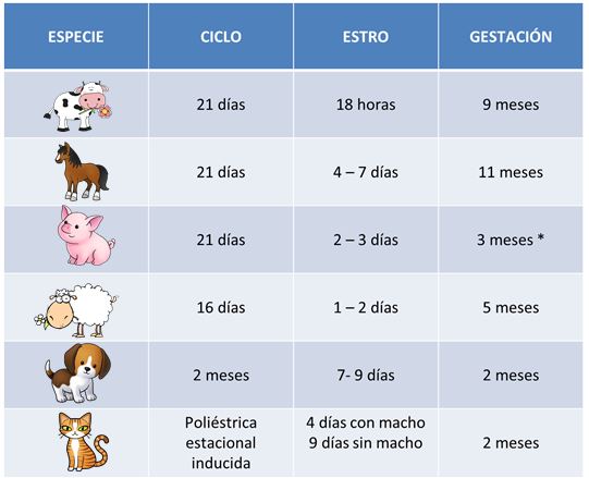 TODO sobre ANIMALES y MASCOTAS: 👉👉 EL CICLO ESTRAL 🐄 🐎 🐖 🐏🐩 🐈