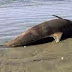 (ΗΠΕΙΡΟΣ)Νεκρό δελφίνι στο λιμάνι της Πρέβεζας