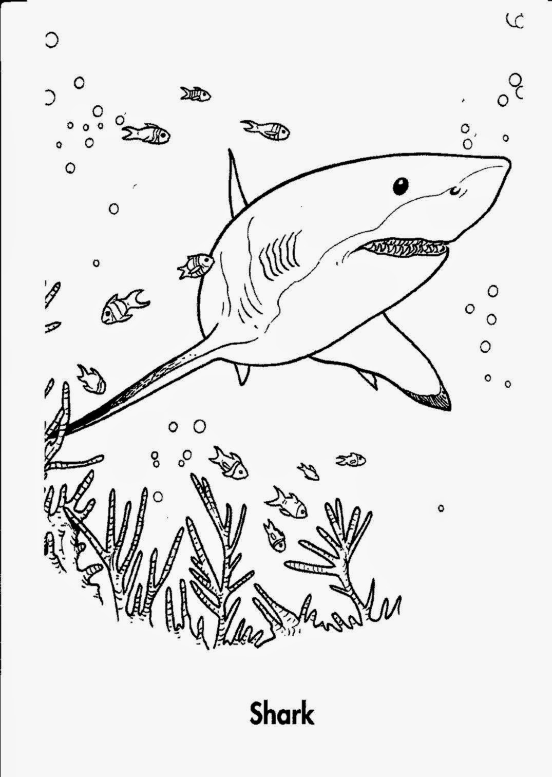Coloring Pages Whale Shark Coloring Page whale shark coloring pages eassume com auromas
