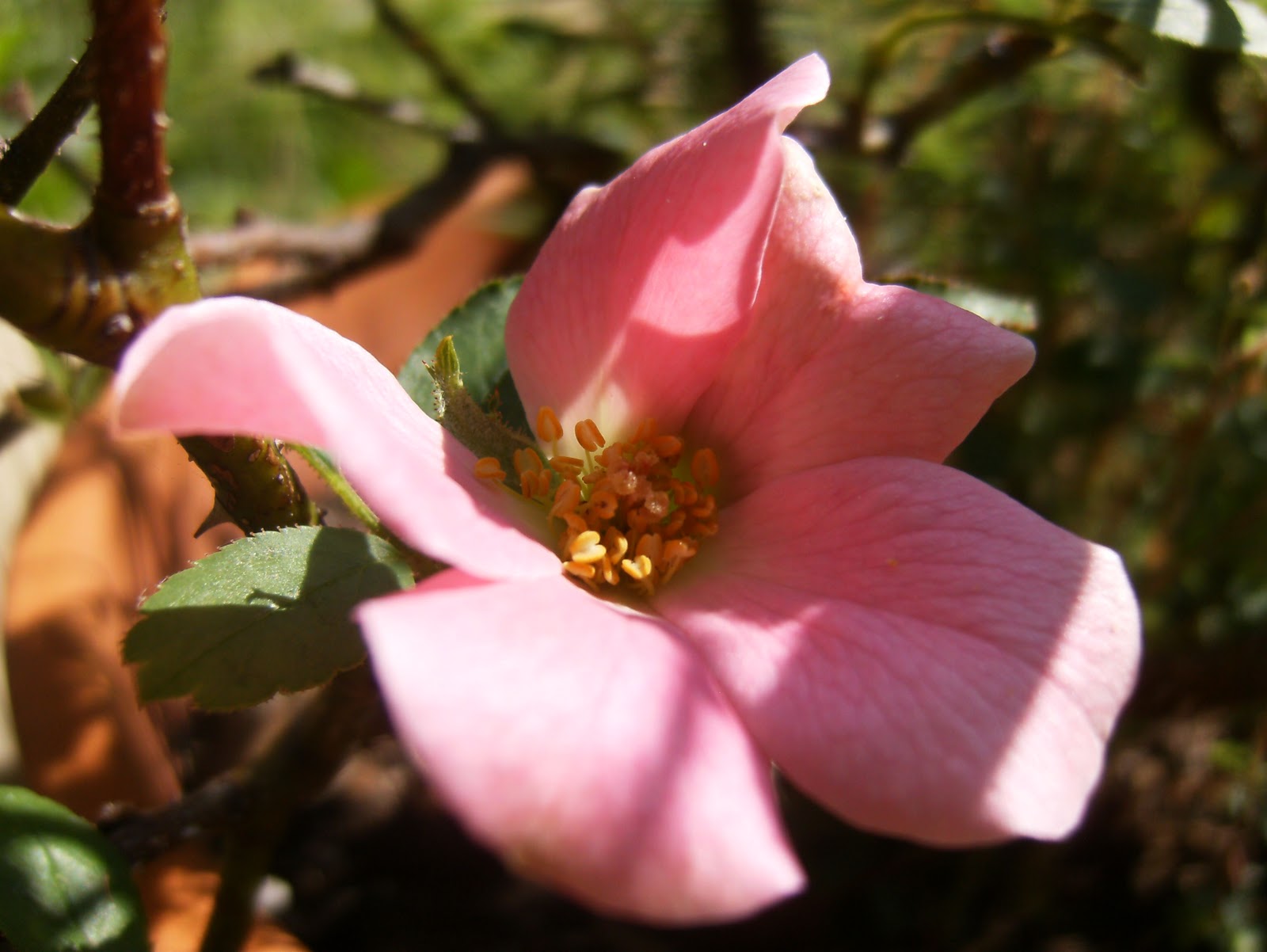 I Love To Live Naturally: Rose ~ Herb of the Year 2012