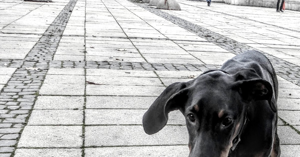 Der Pfotenblog Rund um den Hund Hör doch einfach auf dein Bauchgefühl!