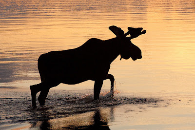 Algonquin Park