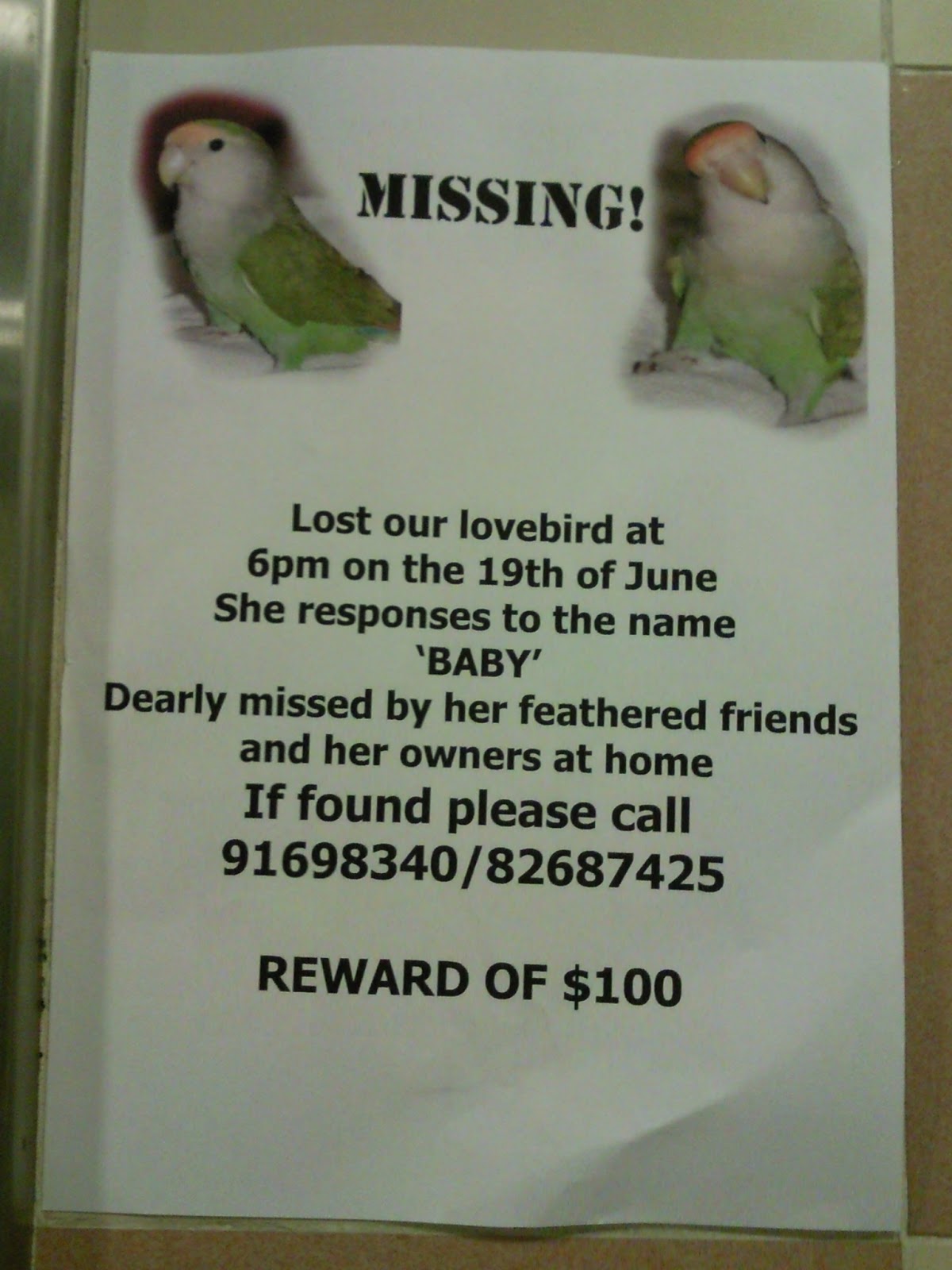 Flyers Advertising Lost Animals and Pets Announcements In Singapore