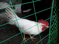 Bosie the Rooster
