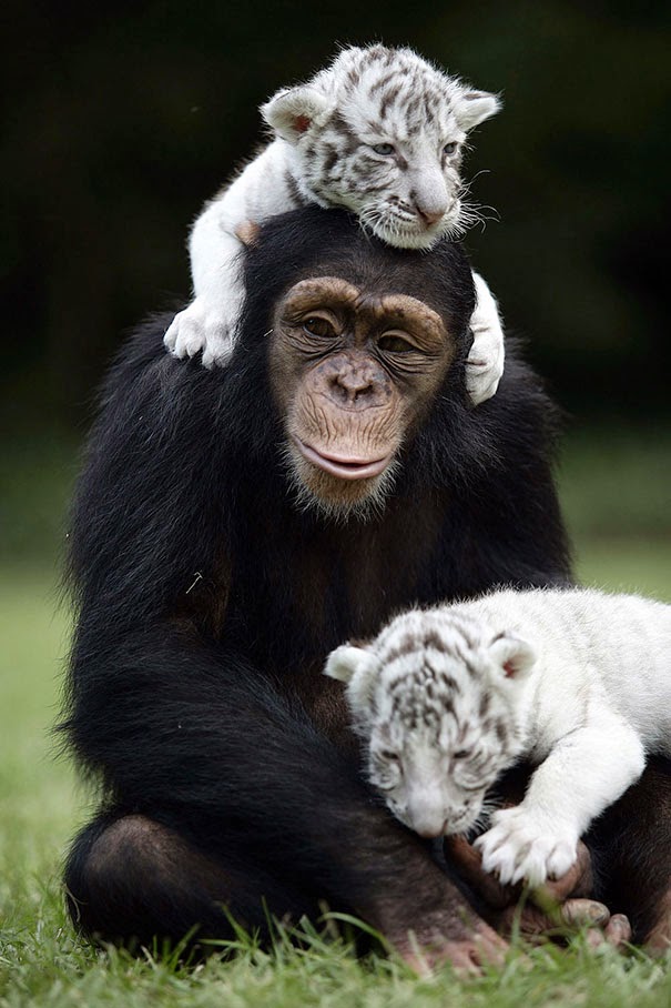 Amistad entre un chimpancé y dos tigres