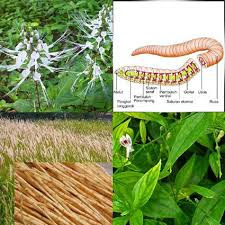 Image Obat Penyakit Sifilis Herbal