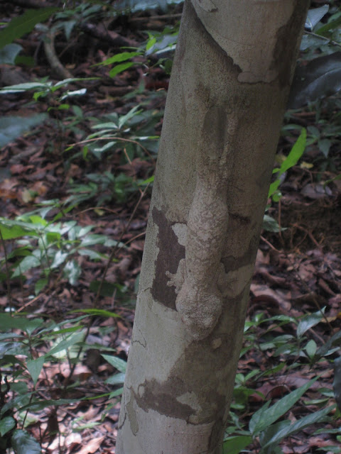 leaf-tailed gecko in ankarana national park