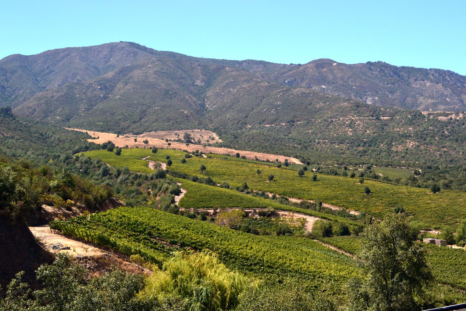 Delightfully Frank Chilean Wine Country 2012