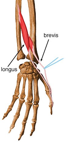 Anatomia dla każdego Mięsień prostownik długi kciuka