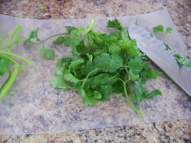 Cilantro