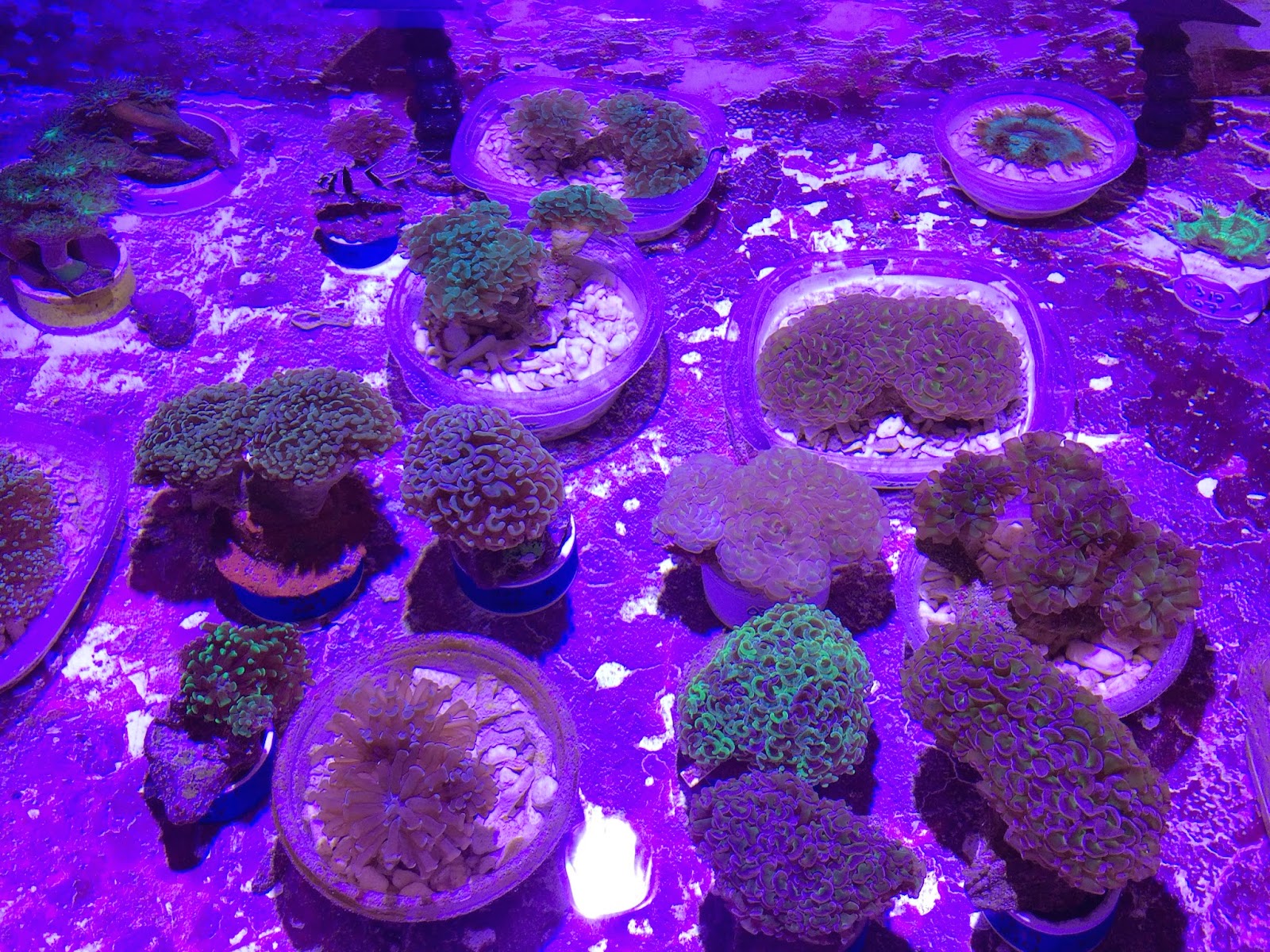 lps hammer coral