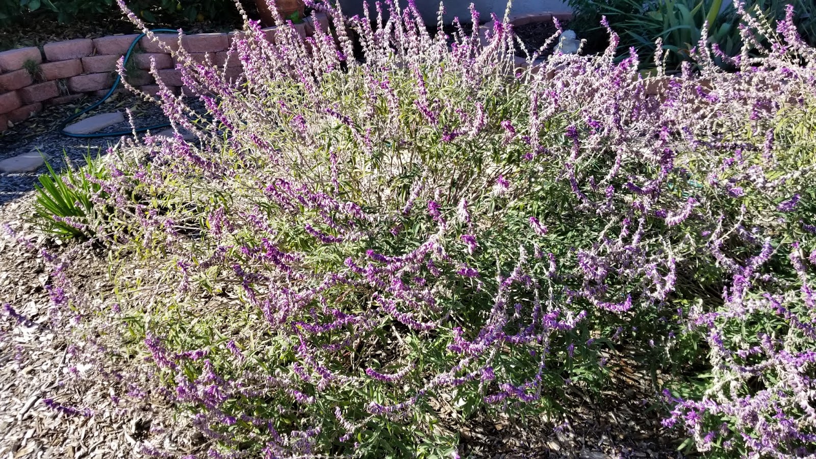 The 2 Minute Gardener Pruning Mexican Bush Sage